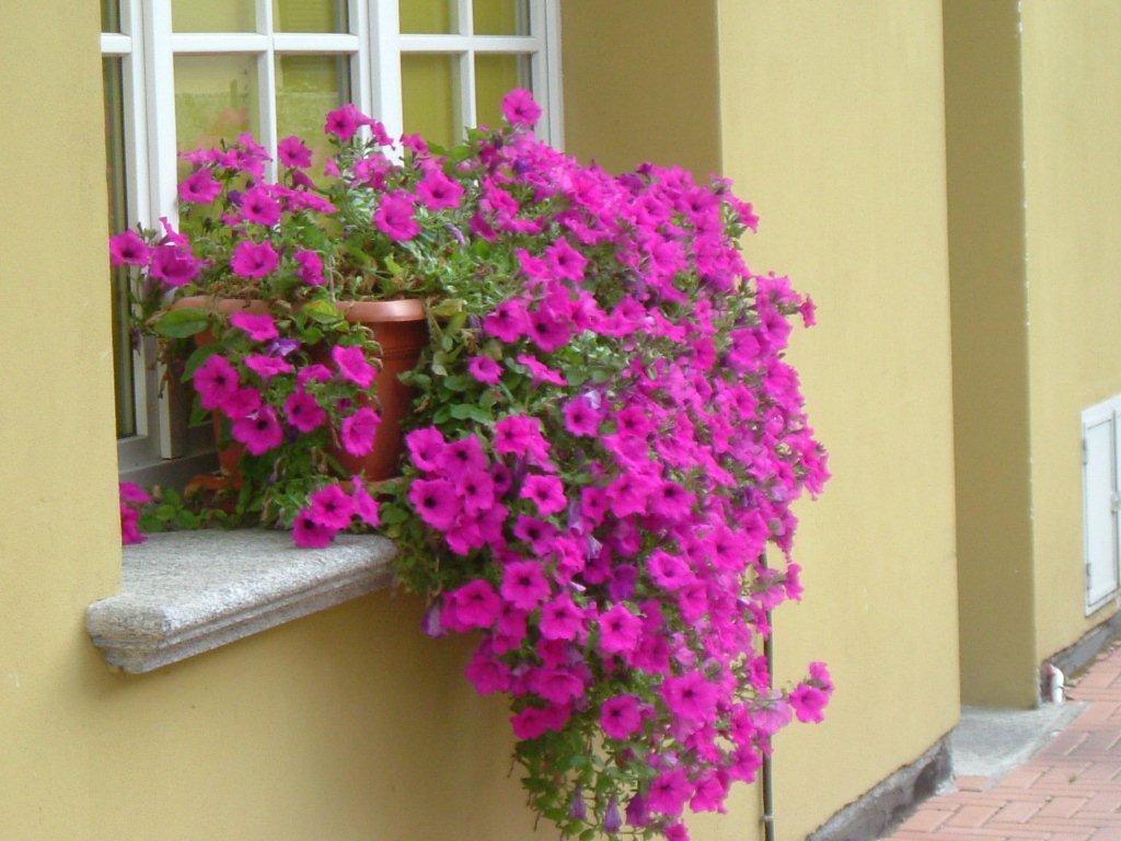 Hotel Del Fiume Cannobio Luaran gambar